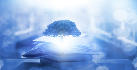 切花月季怎么养护（关于月季切花的养护知识）