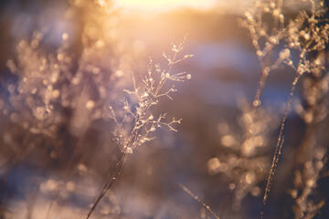 幼儿园小班教案《认识水果》