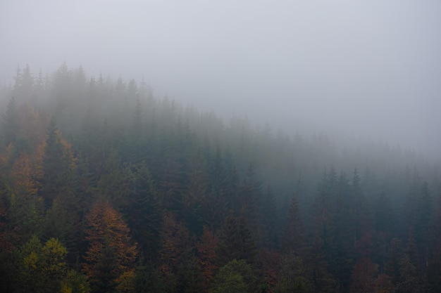 托班保育员的工作计划